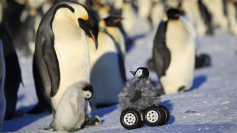 penguins are fake